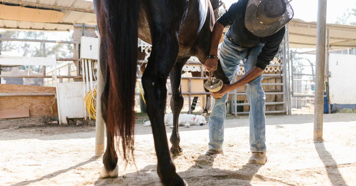 Perché i cavalli necessitano dei ferri di cavallo?