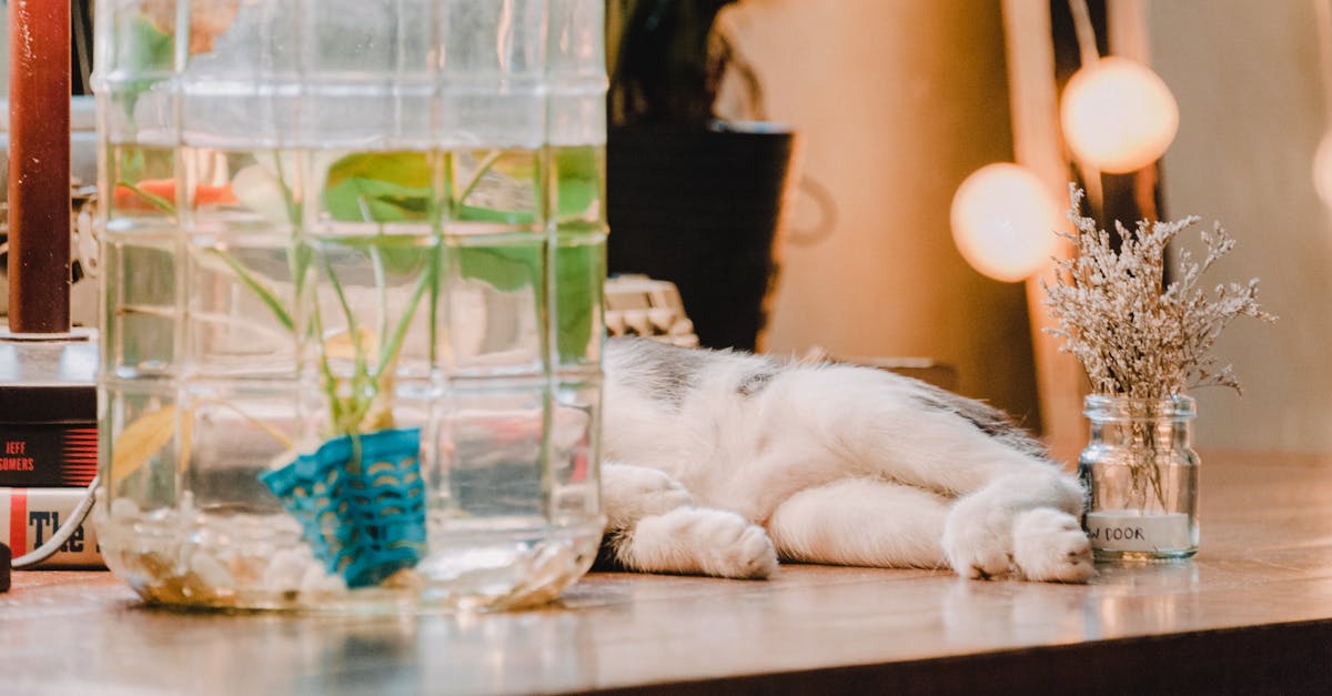 Perché i gatti temono l'acqua? Scopri le ragioni!