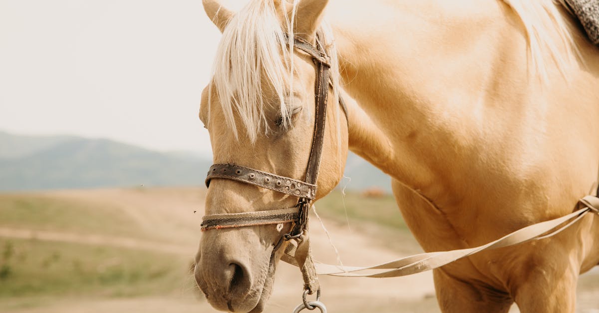 Che cos'è un cavallo palomino e perché è unico?