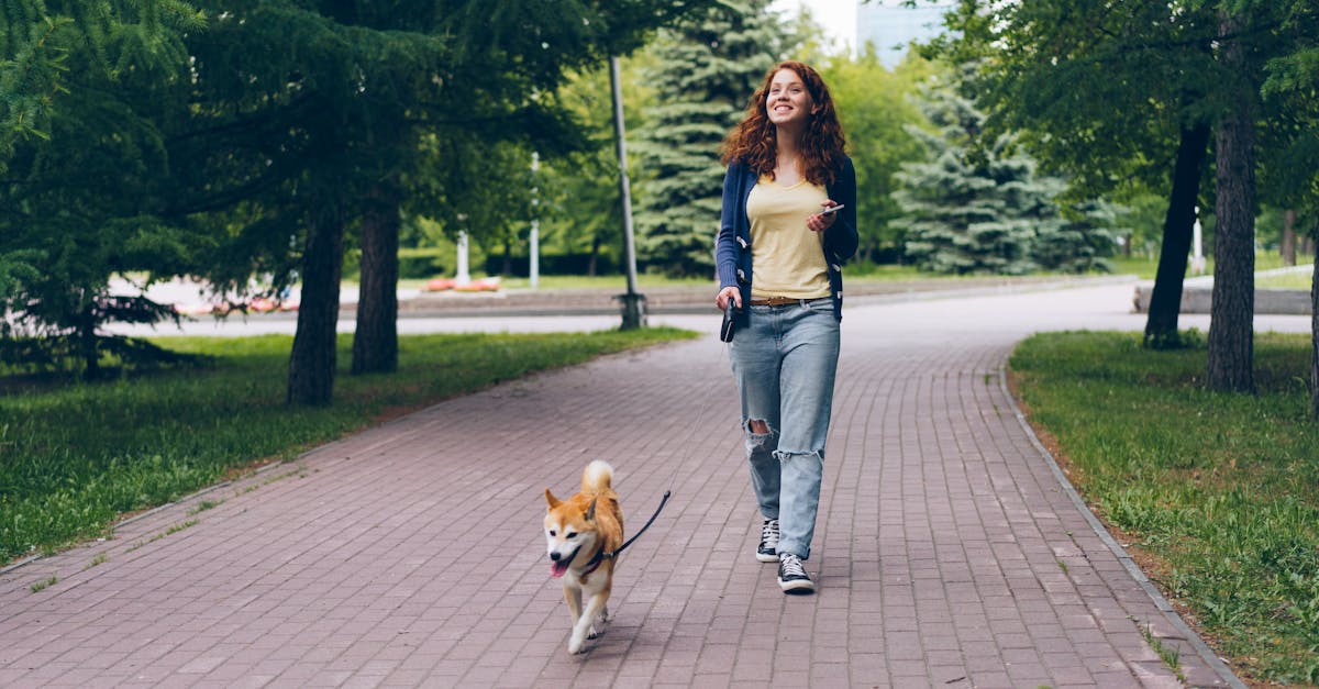 Che razza di cane era Hachi e perché il film è amato?