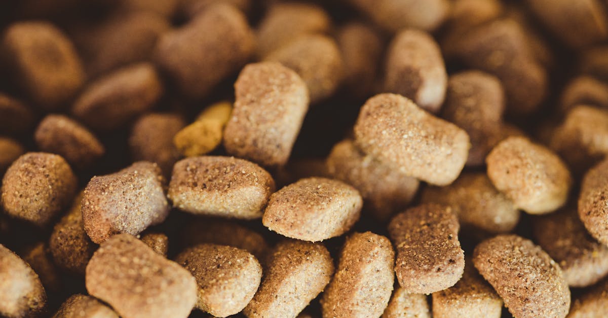 Cibo per cani: il senza cereali è davvero il migliore?