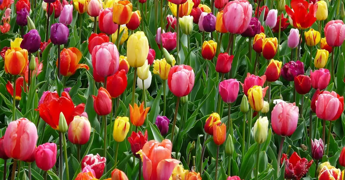 Da dove provengono i tulipani? Scopri le loro origini!