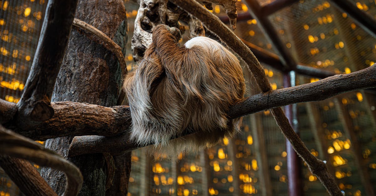 Perché gli animali hanno il pelo? Scopri i vantaggi!