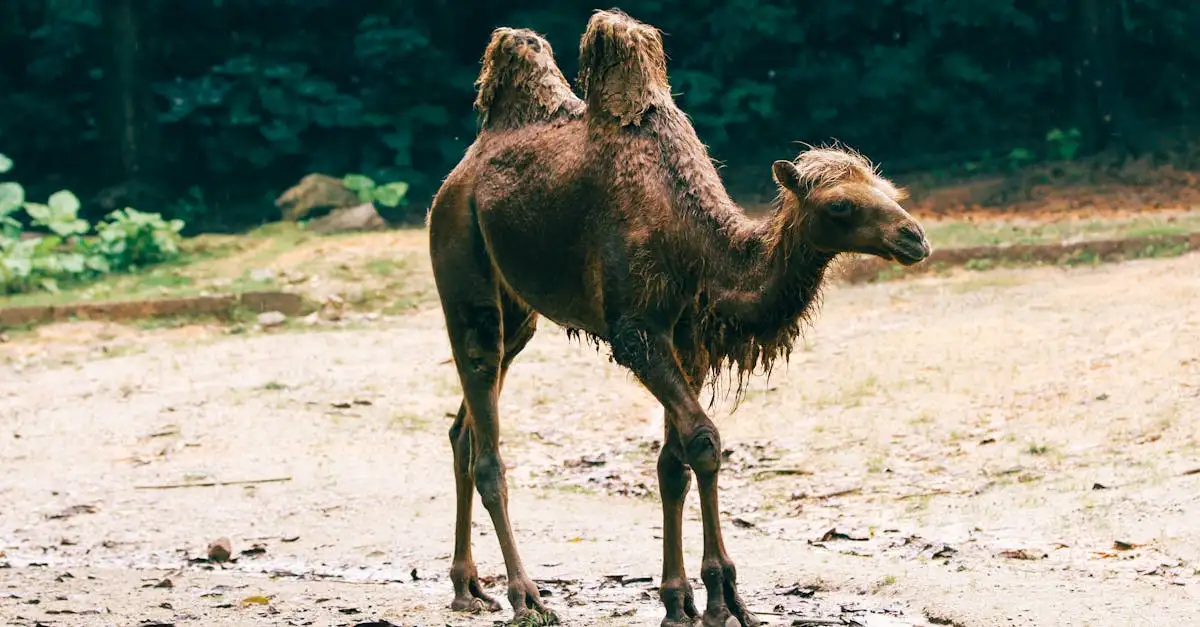 Perché i cammelli hanno 2 gobbe e i dromedari 1?