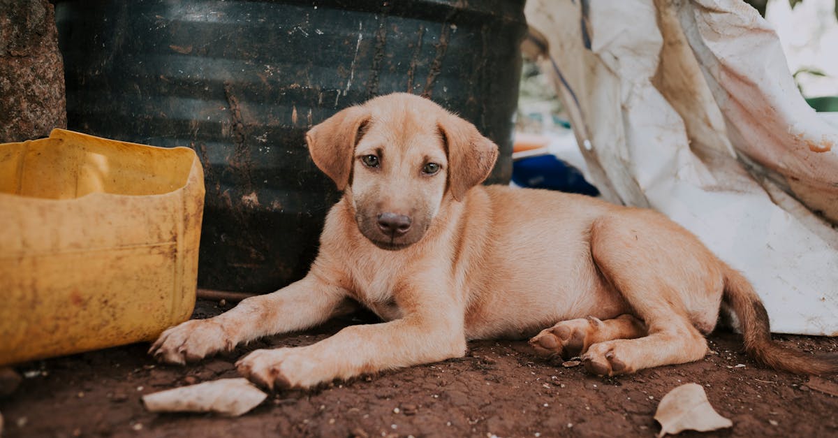 Perché il cucciolo fa pipì in casa? Scopri le soluzioni!