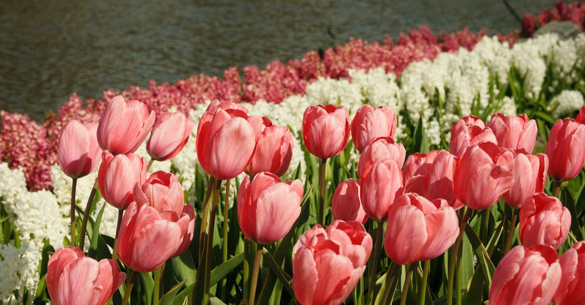 Perché il Keukenhof attira turisti e olandesi ogni anno?