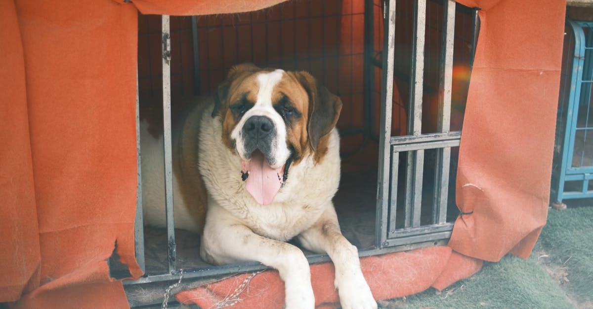 Perché il San Bernardo è il cane da salvataggio ideale?