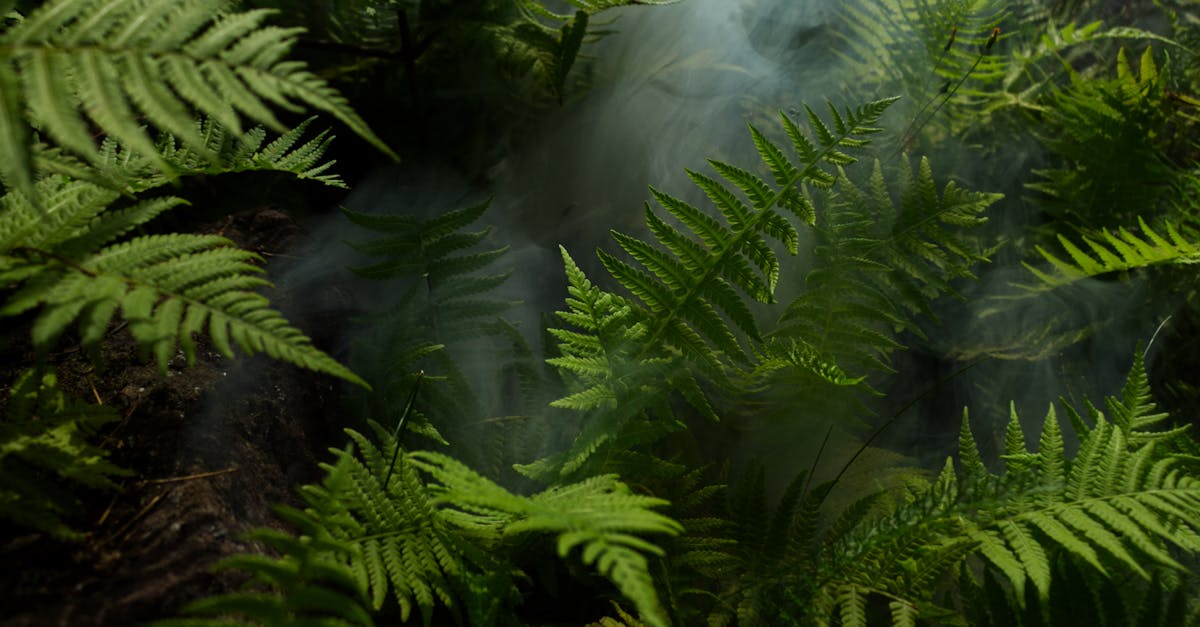Qual è l'importanza della foresta pluviale amazzonica?