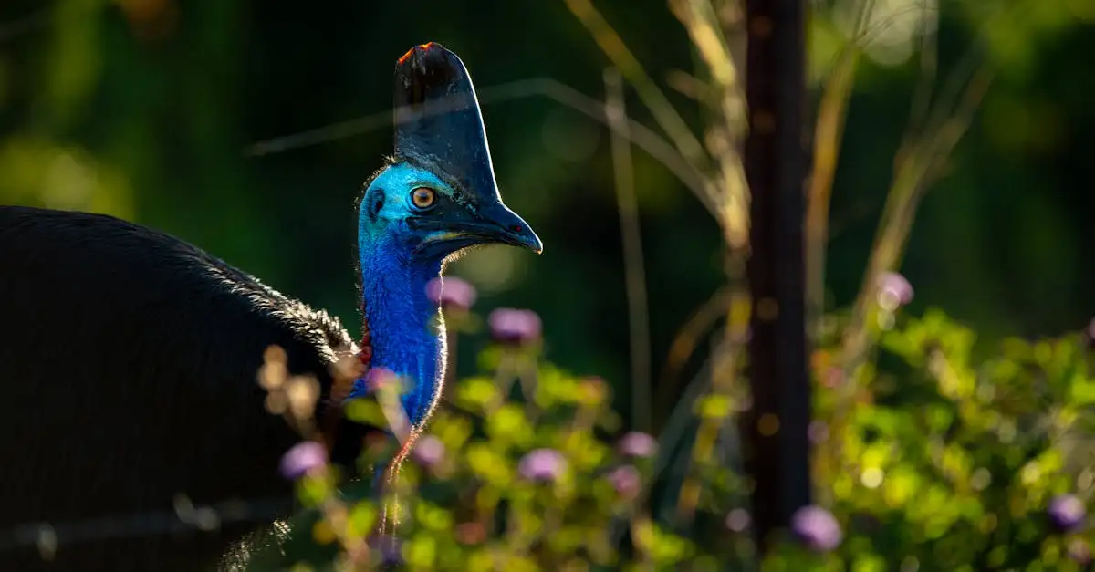 Quali sono gli animali unici che vive solo in Australia?