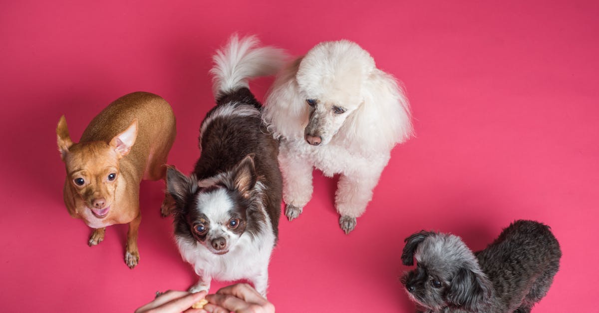 Quali sono i migliori animali domestici per te?