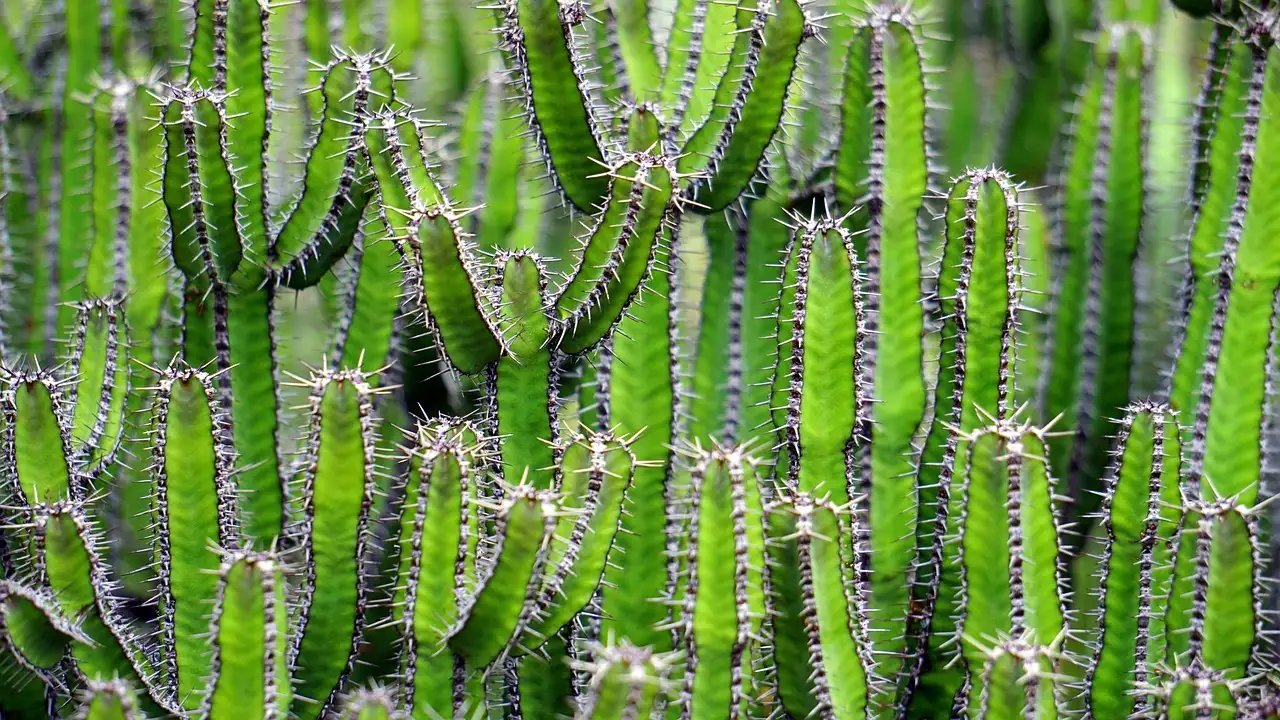 Quali sono le 3 attrazioni imperdibili in Arizona?