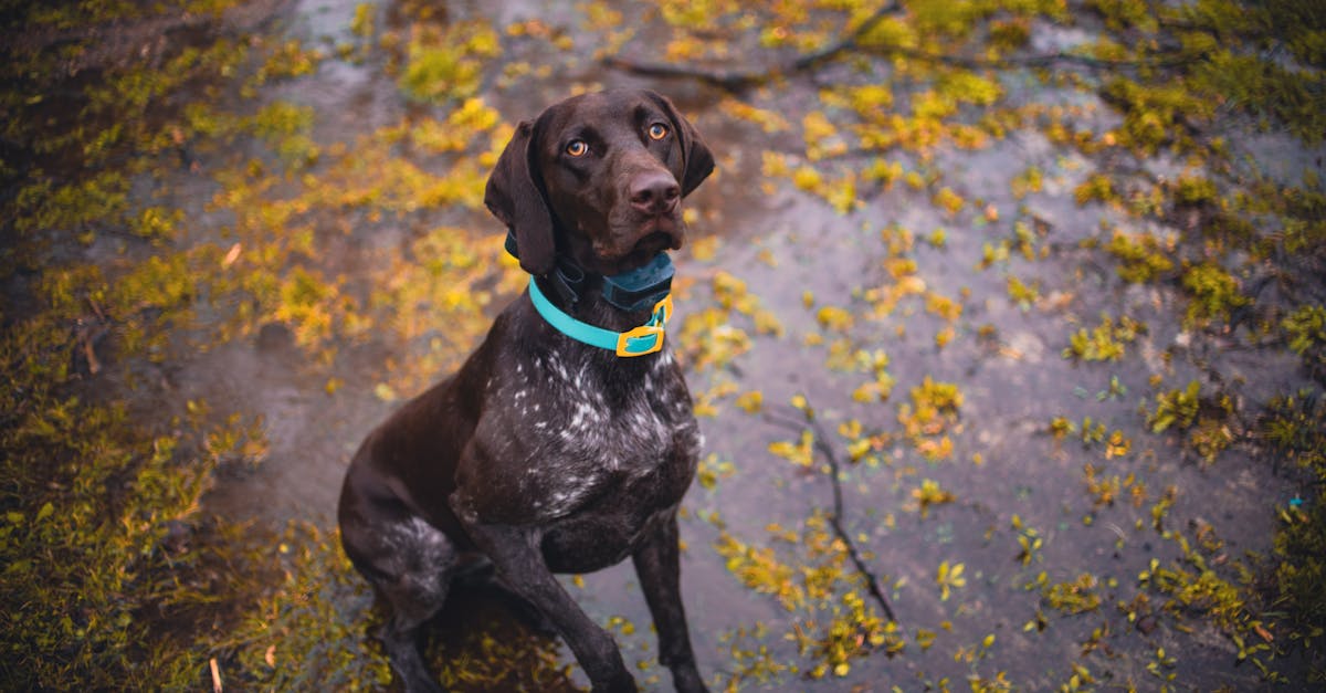 Quali sono le migliori razze di cani da caccia? Scoprile ora!