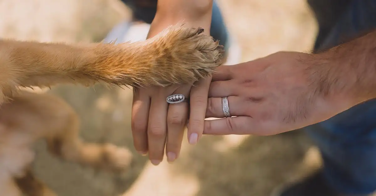 Cani e PTSD: Come possono supportare le persone?