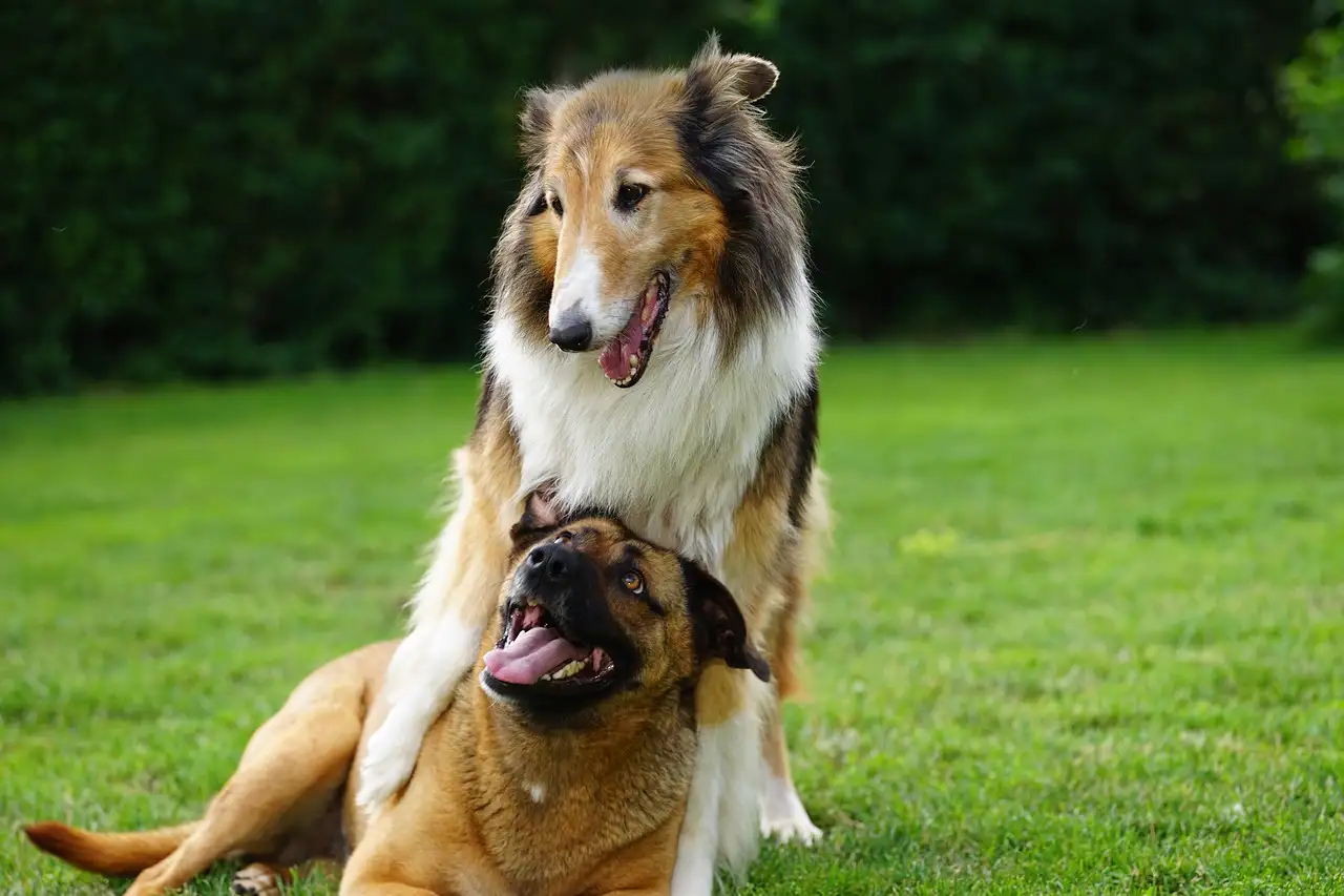 Come comunicano i cani tra loro? Scopriamolo insieme!