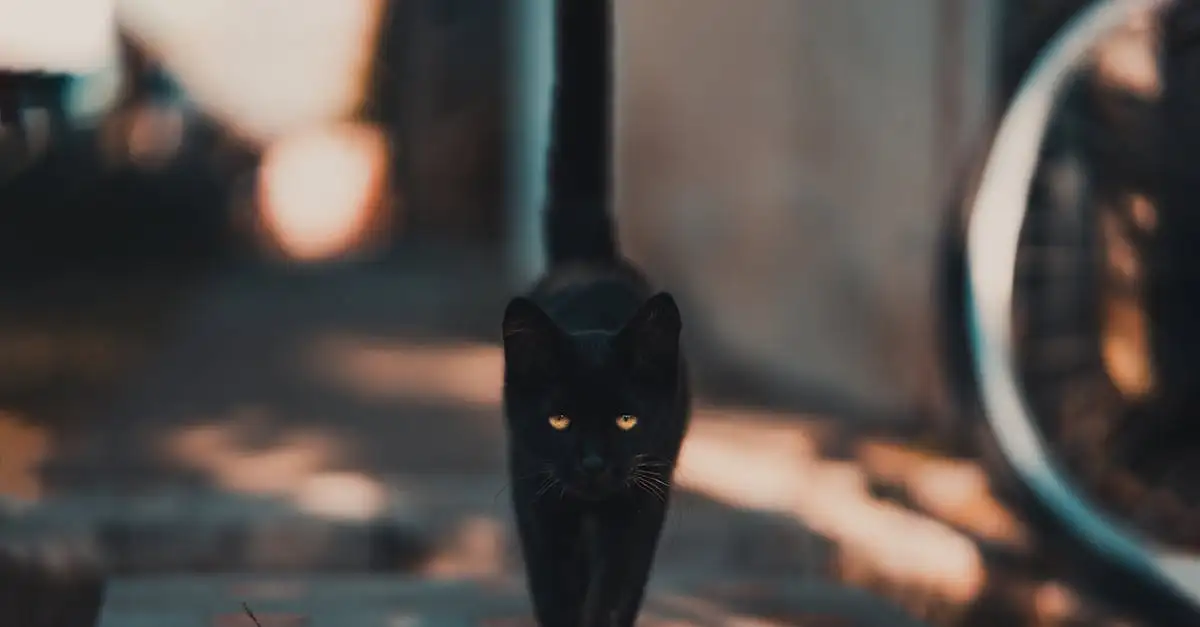 Come hanno sopravvissuto i gatti a persecuzioni e superstizioni?
