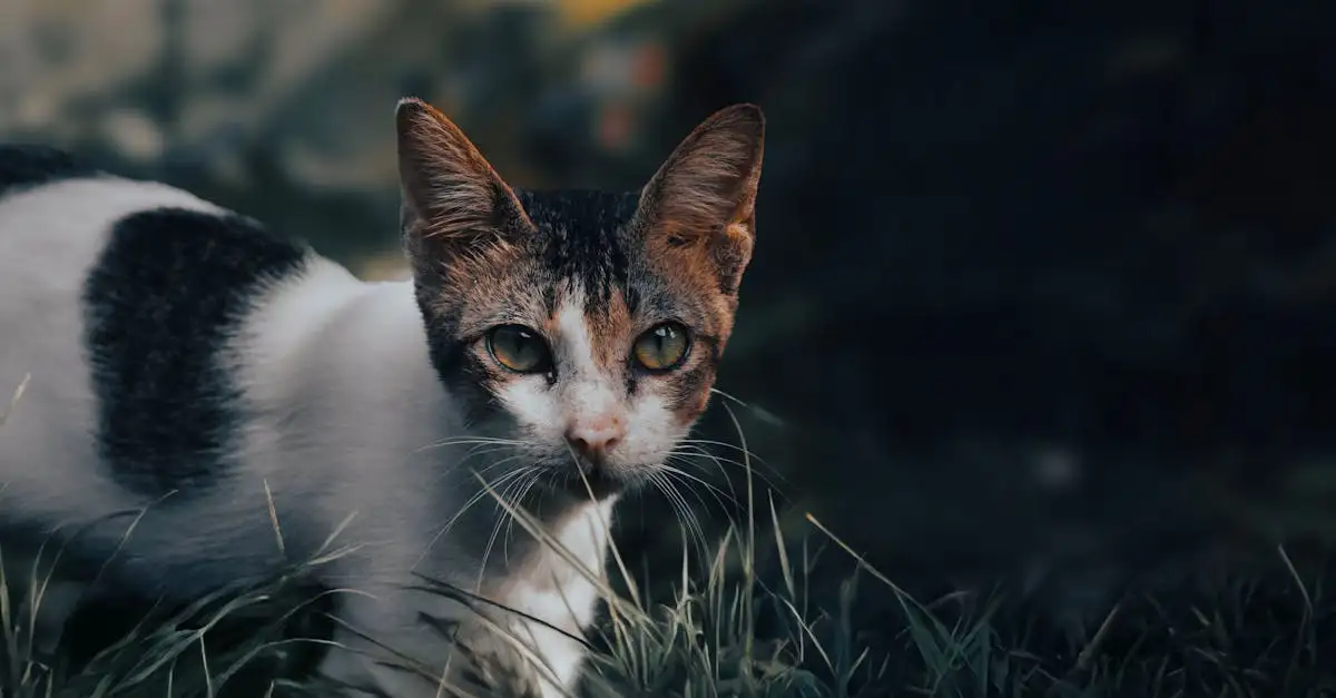 Come i gatti usano i baffi per orientarsi?