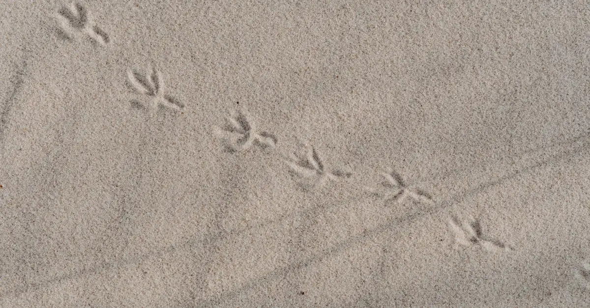 Come le impronte fossili svelano i segreti dei dinosauri?
