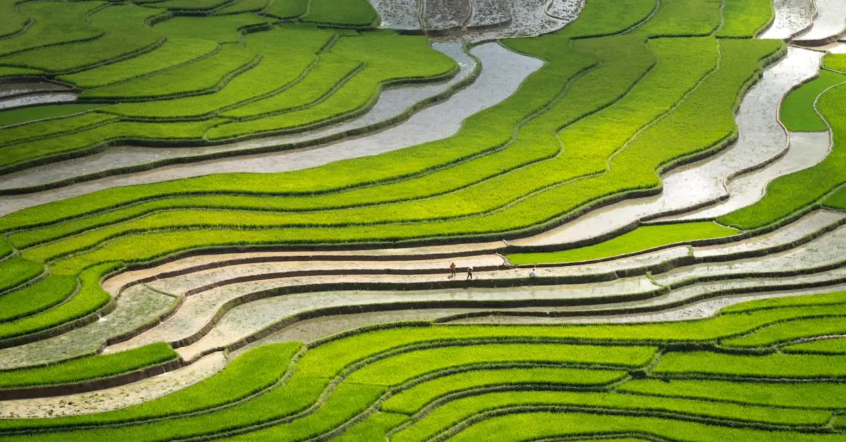 Cosa visitare nella tranquilla campagna di Ubud, Indonesia?