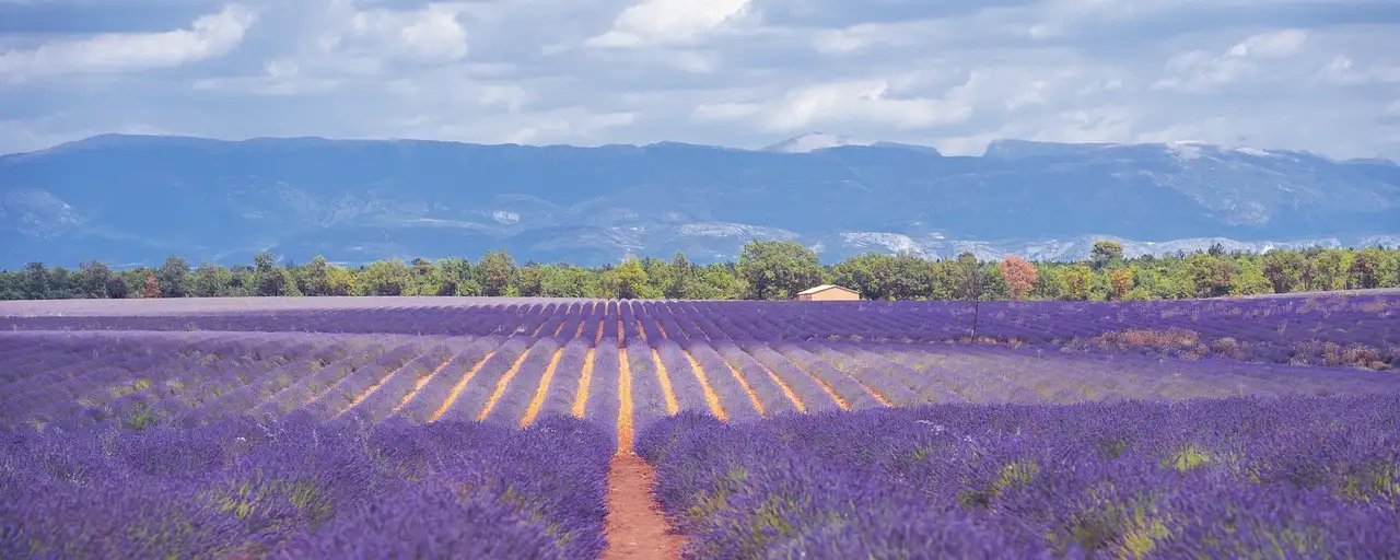 Dove scoprire i migliori campi di lavanda in Provenza?