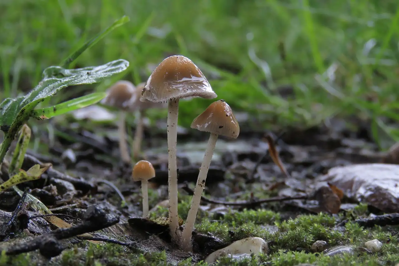 Funghi: possono attrarre o respingere gli animali?
