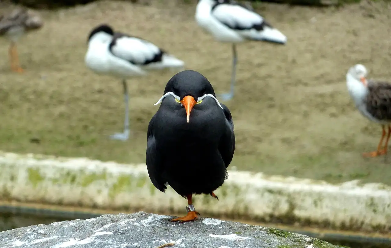 Gli uccelli possono percepire gli odori? Scoprilo ora!