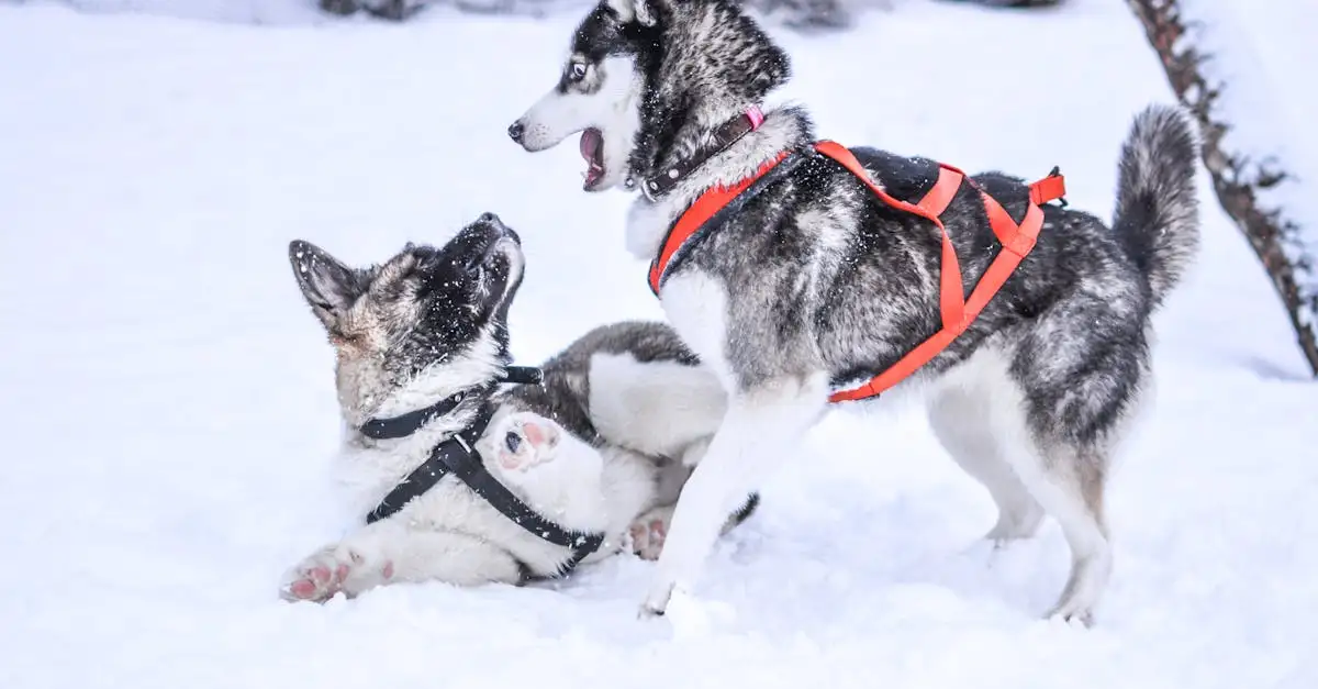 Huskies: Come si adattano ai climi freddi?