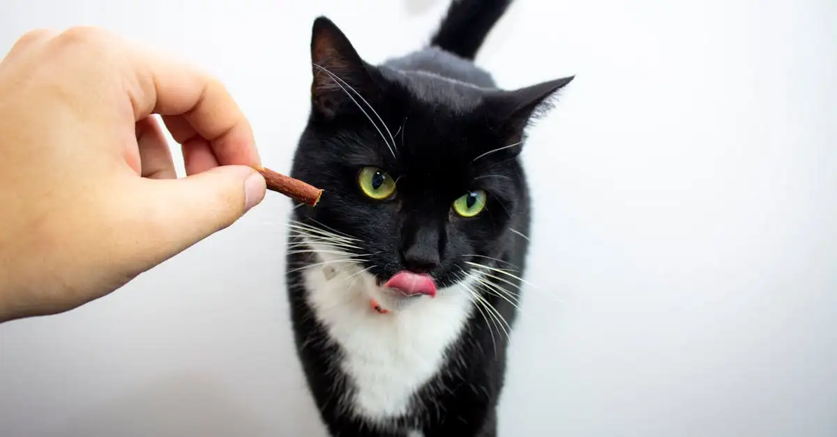 Perché i gatti sono considerati carnivori obbligati?