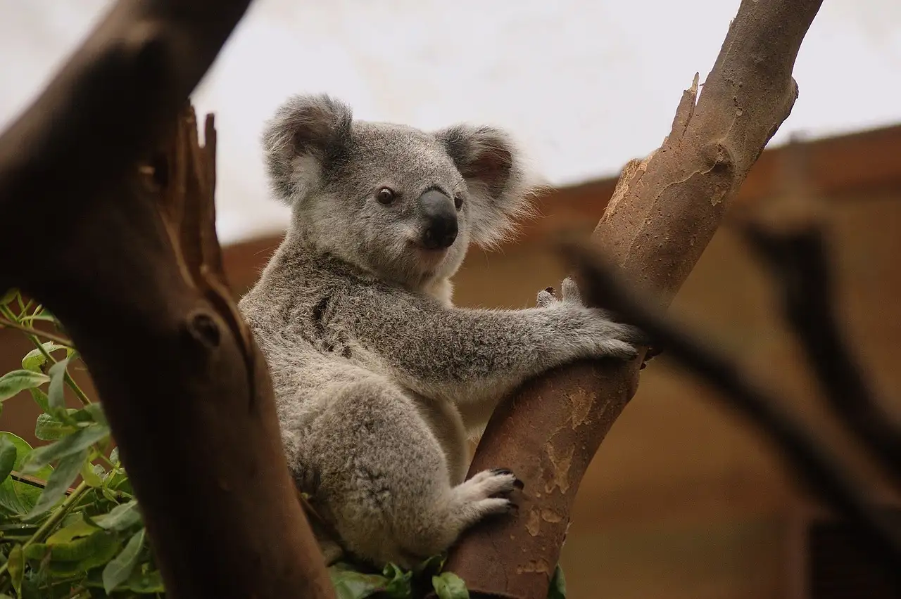 Perché i koala mangiano solo foglie di eucalipto?