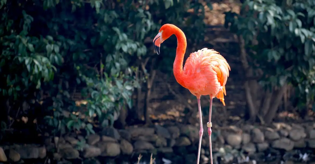 Perché il fenicottero è rosa? Scopri la risposta qui!