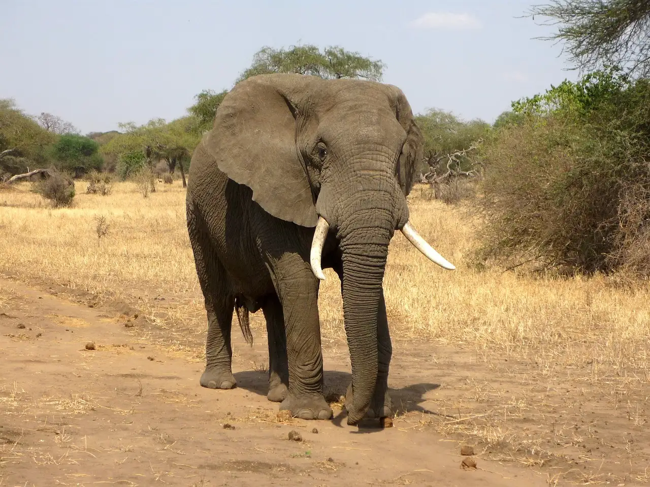Perché l'elefante africano è il gigante della terra?