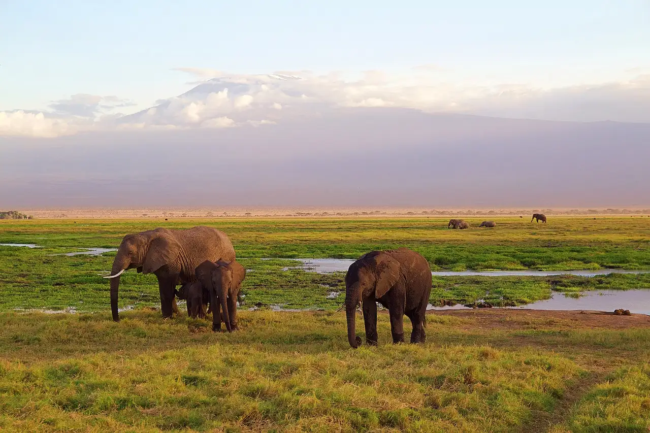 Qual è il Parco Nazionale del Kilimangiaro in Africa?