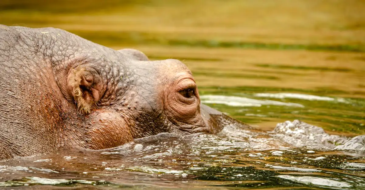Qual è il secondo fiume più lungo dell'Africa?