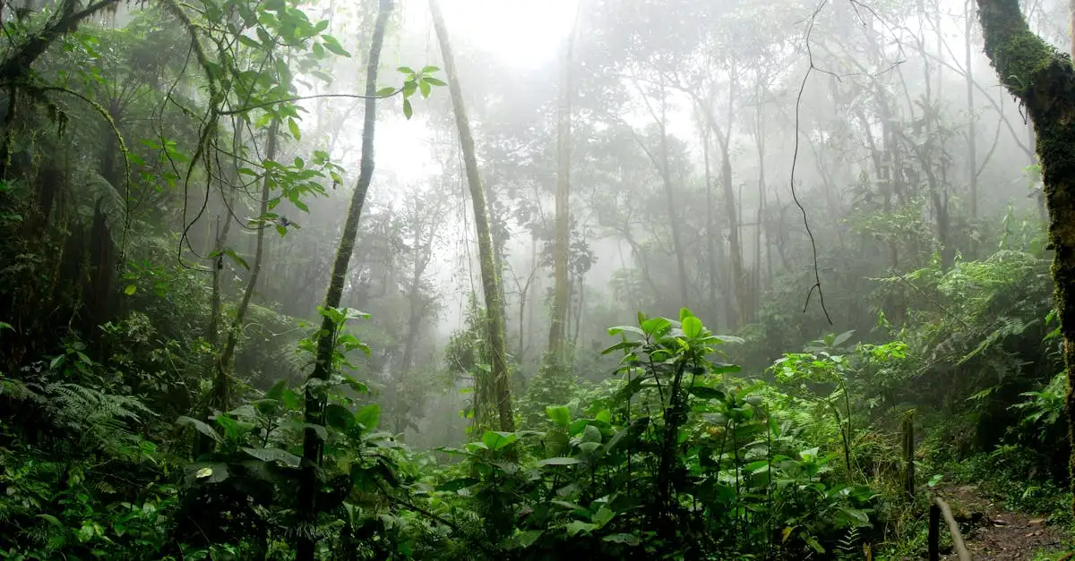 Qual è la città brasiliana famosa per il mercato dell'Amazzonia?