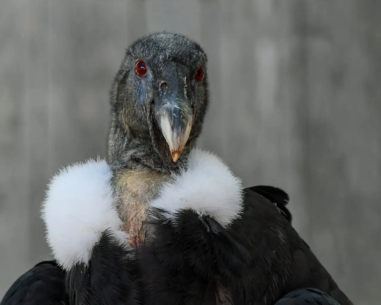 Quale importanza aveva il condor delle Ande per gli Inca?