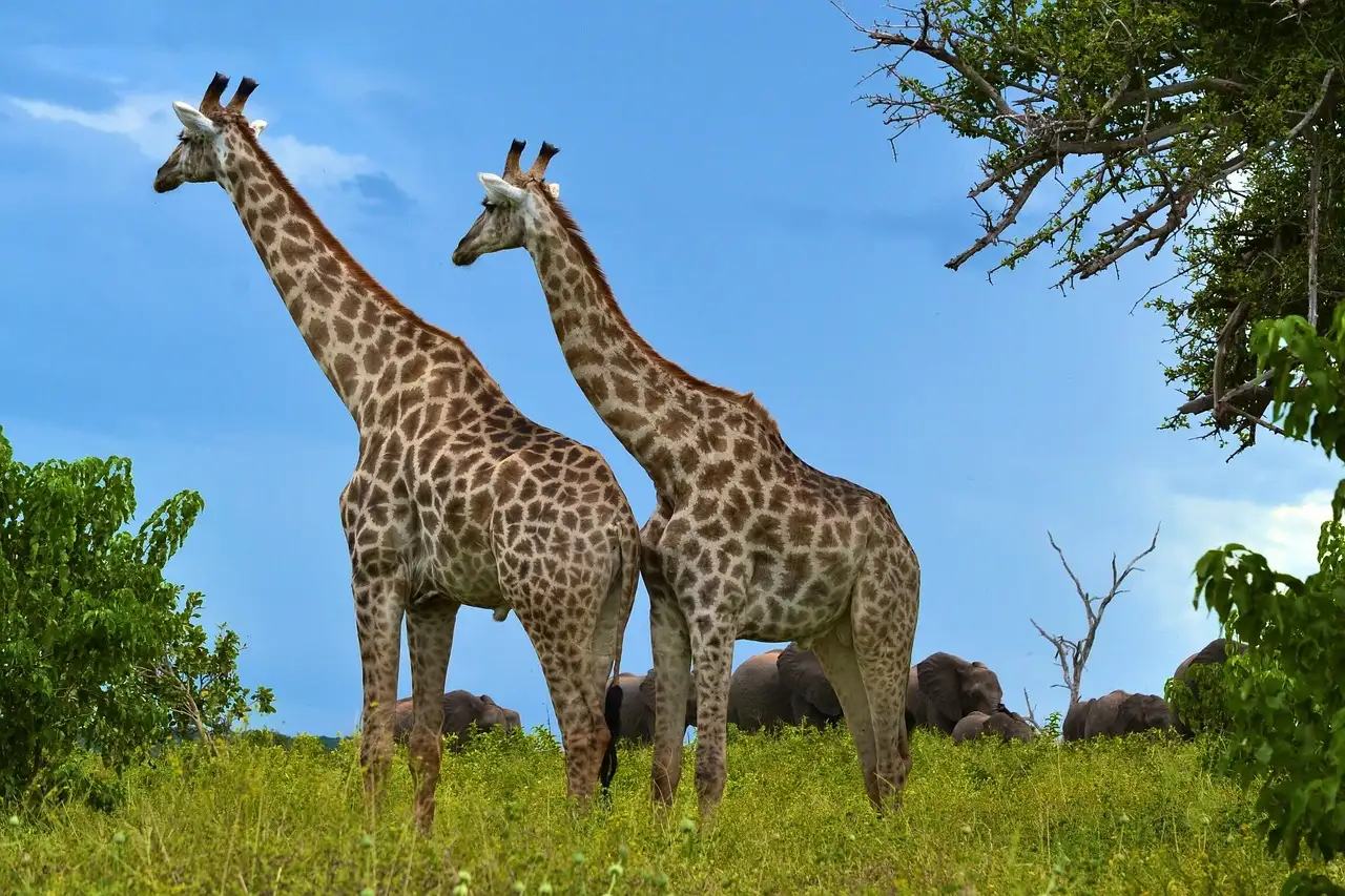Quali sono le attività e gli eventi più divertenti in Zambia?
