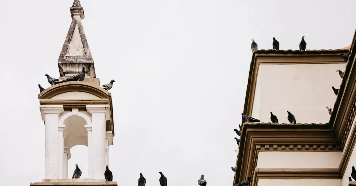 Quali uccelli si adattano meglio alla vita in città?