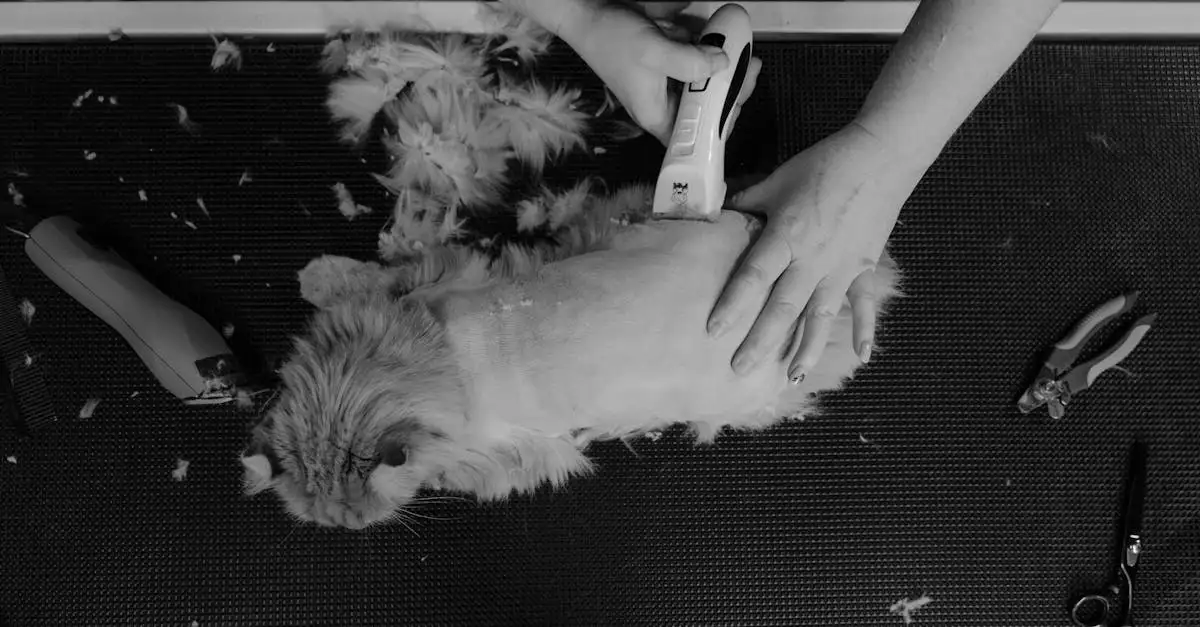 Come prendersi cura del pelo del tuo gatto al meglio?