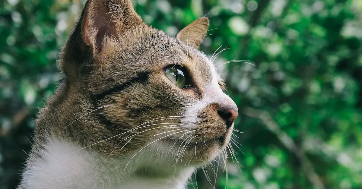 Cosa significa quando il tuo gatto fa le fusa?