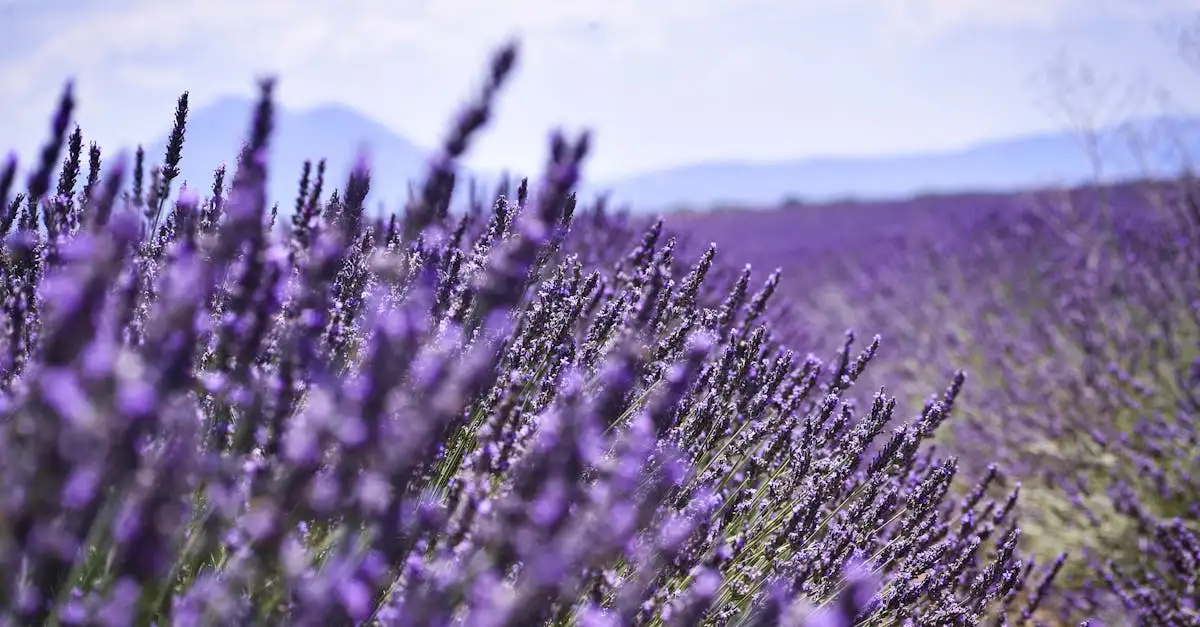 Quali montagne in Francia offrono lavanda e gole spettacolari?