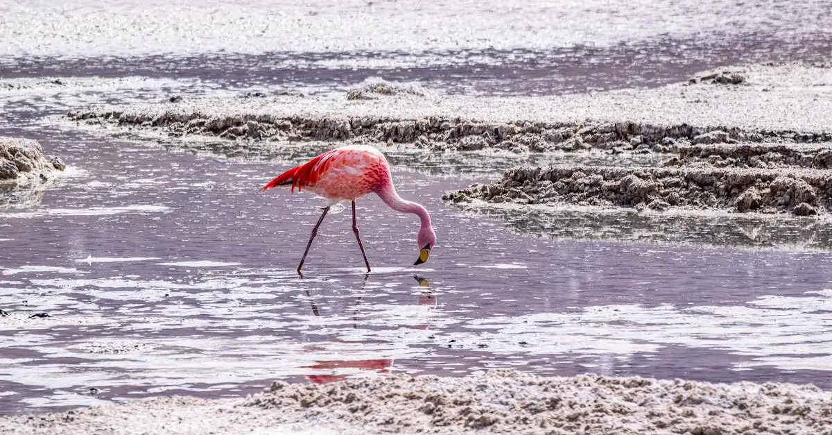 Quali sono le caratteristiche uniche della Laguna Colorada?