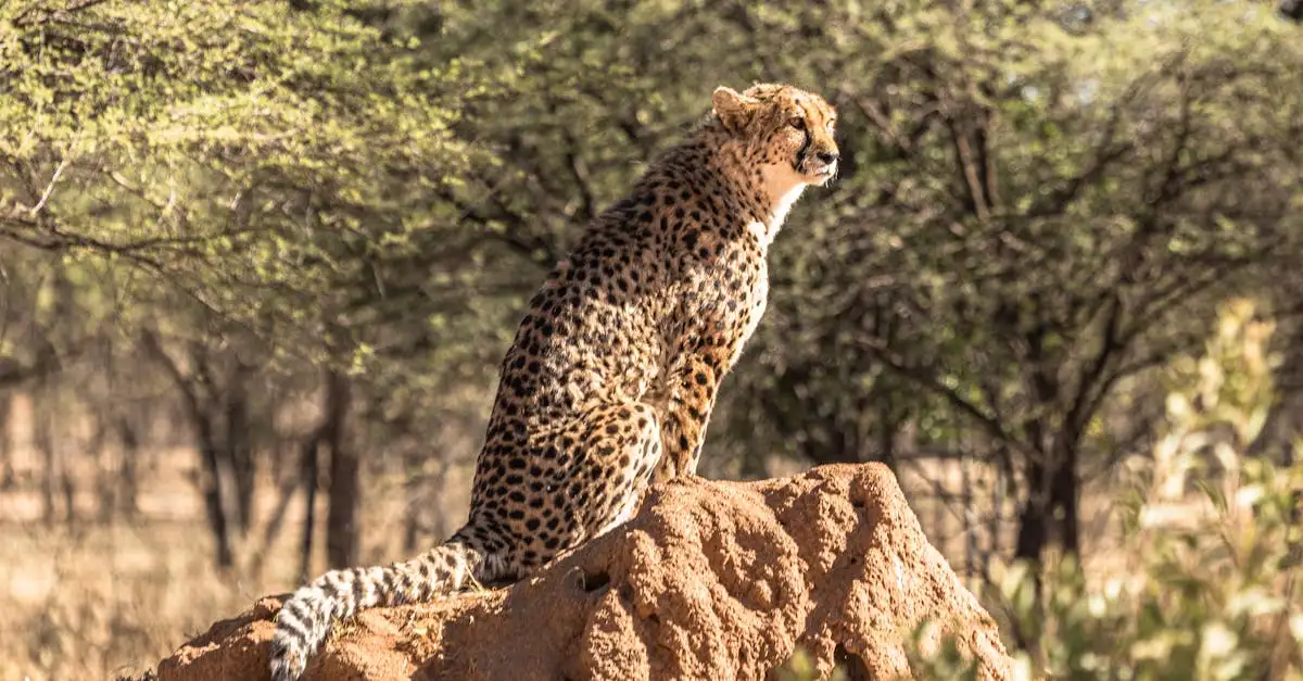 Qual è il deserto sudafricano dei ghepardi?
