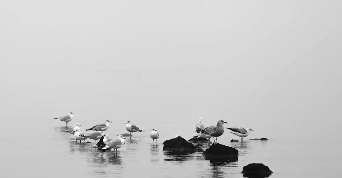 Quali sono le caratteristiche degli uccelli marini come gli albatri?