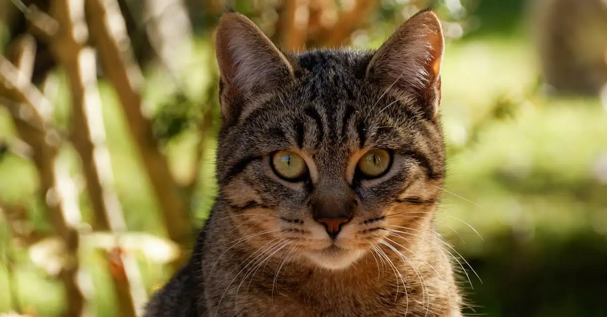 Quali sono le razze di gatti a pelo lungo più belle?