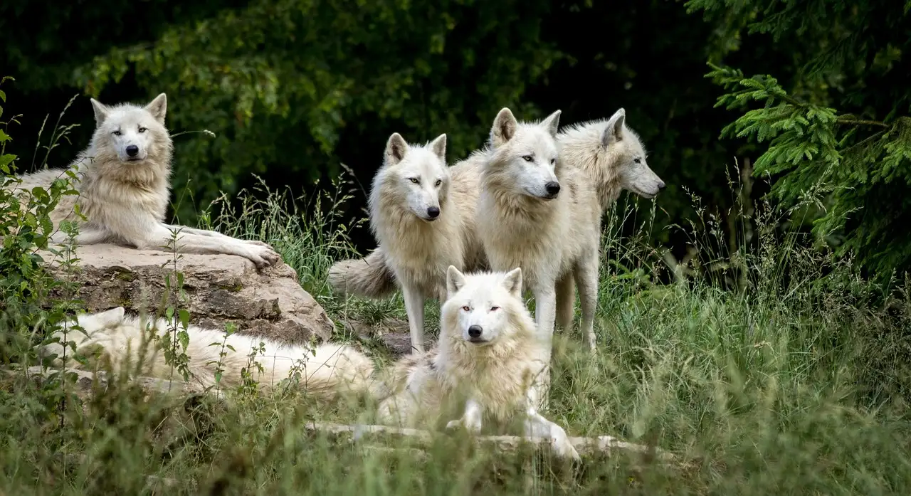 Cani e lupi: quali sono le loro differenze genetiche?