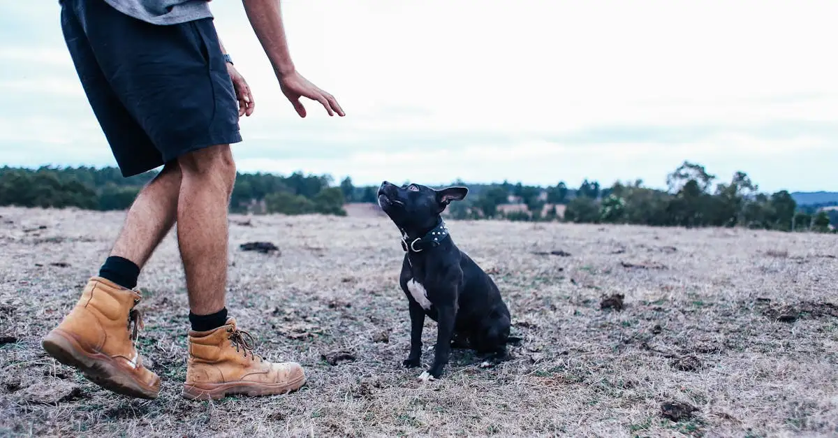 Come è cambiato il comportamento dei cani rispetto agli antenati?