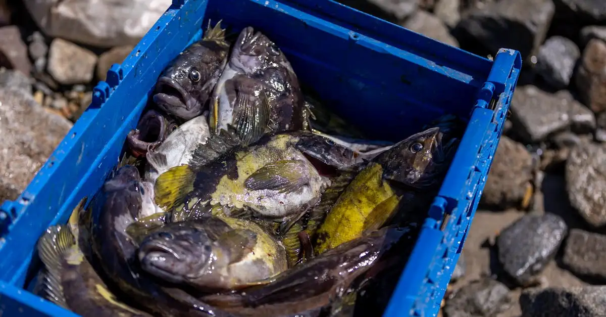 Come influisce il Lago Winnipeg sulla pesca locale?