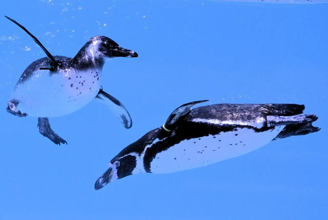 Come si immergono i pinguini per cercare cibo?