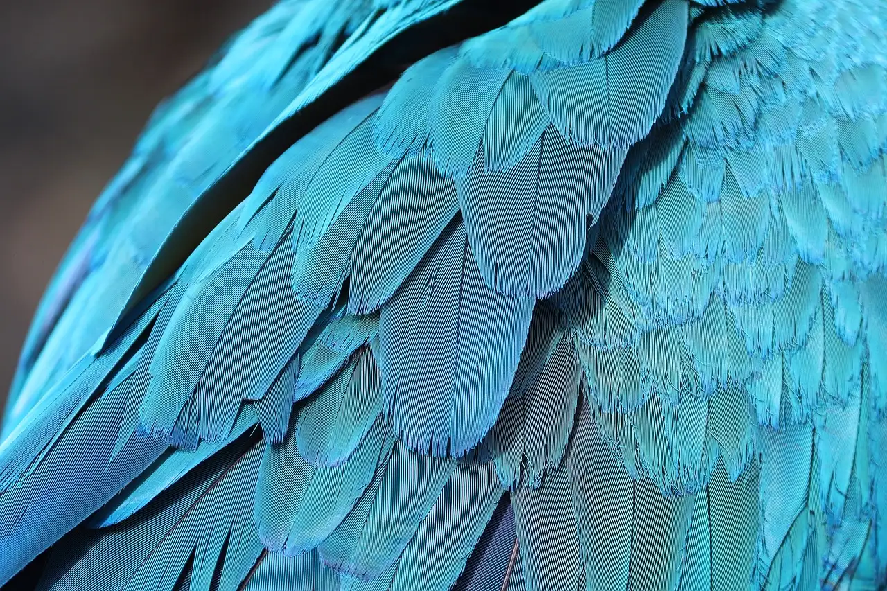 Come usano i maschi degli uccelli del paradiso le piume?