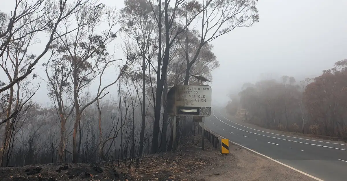 Cosa ha scatenato gli incendi boschivi in Australia 2019-2020?