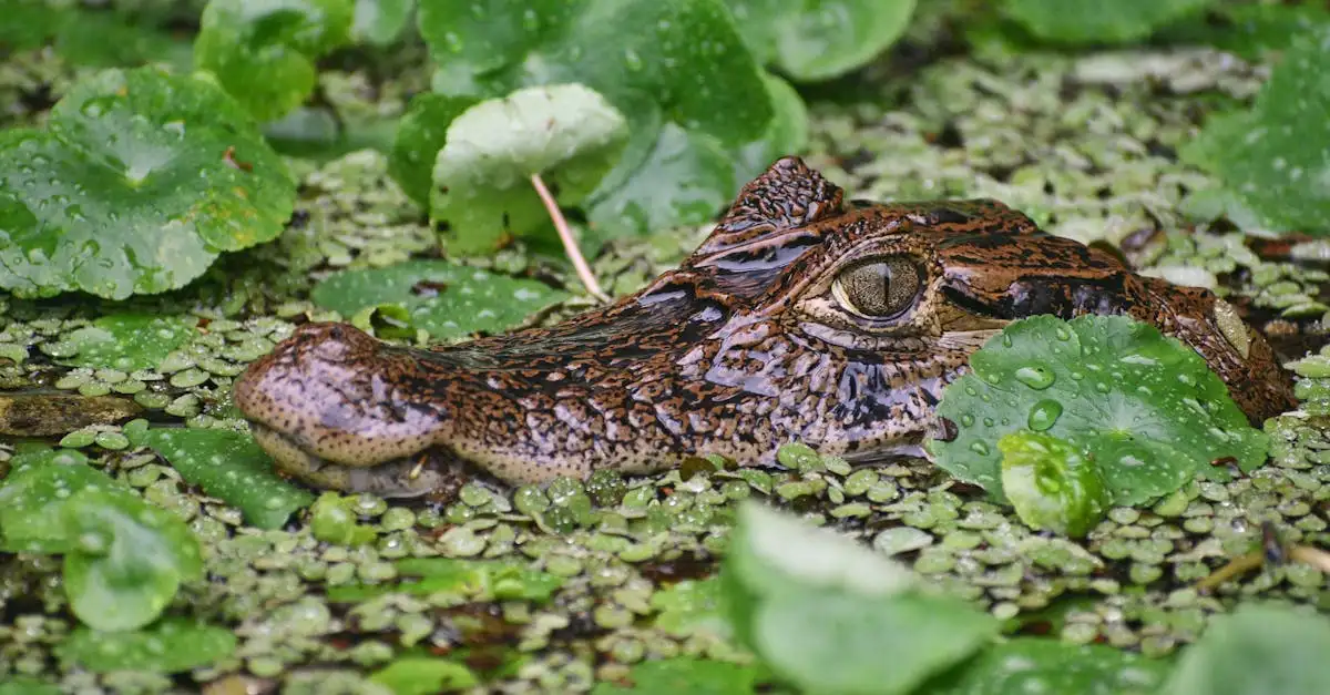 Cosa scoprire nelle foreste pluviali di Tortuguero?